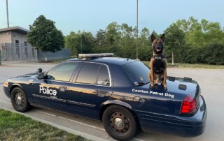 police dog on top of police car