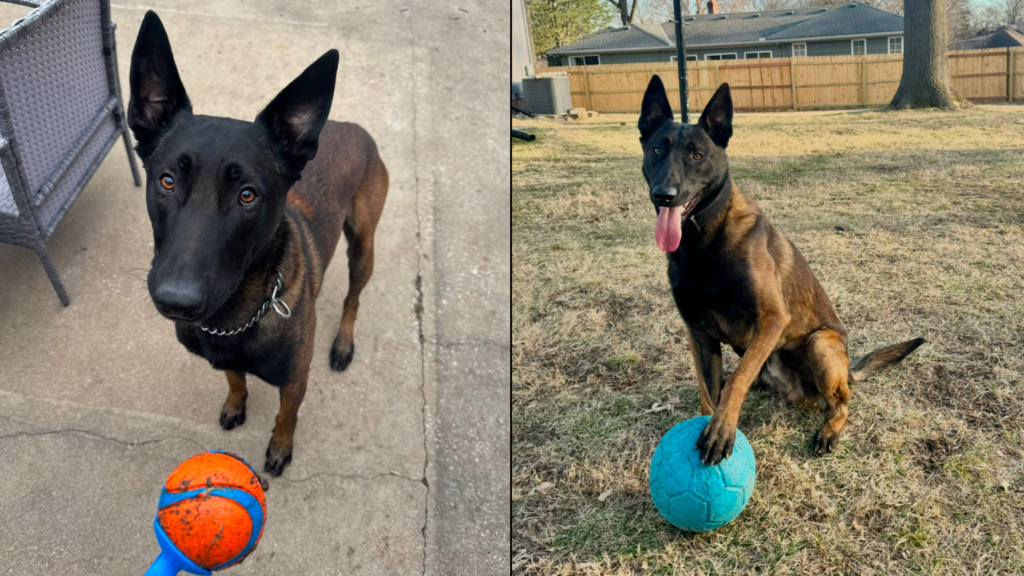 K9 Mack Likes to Play