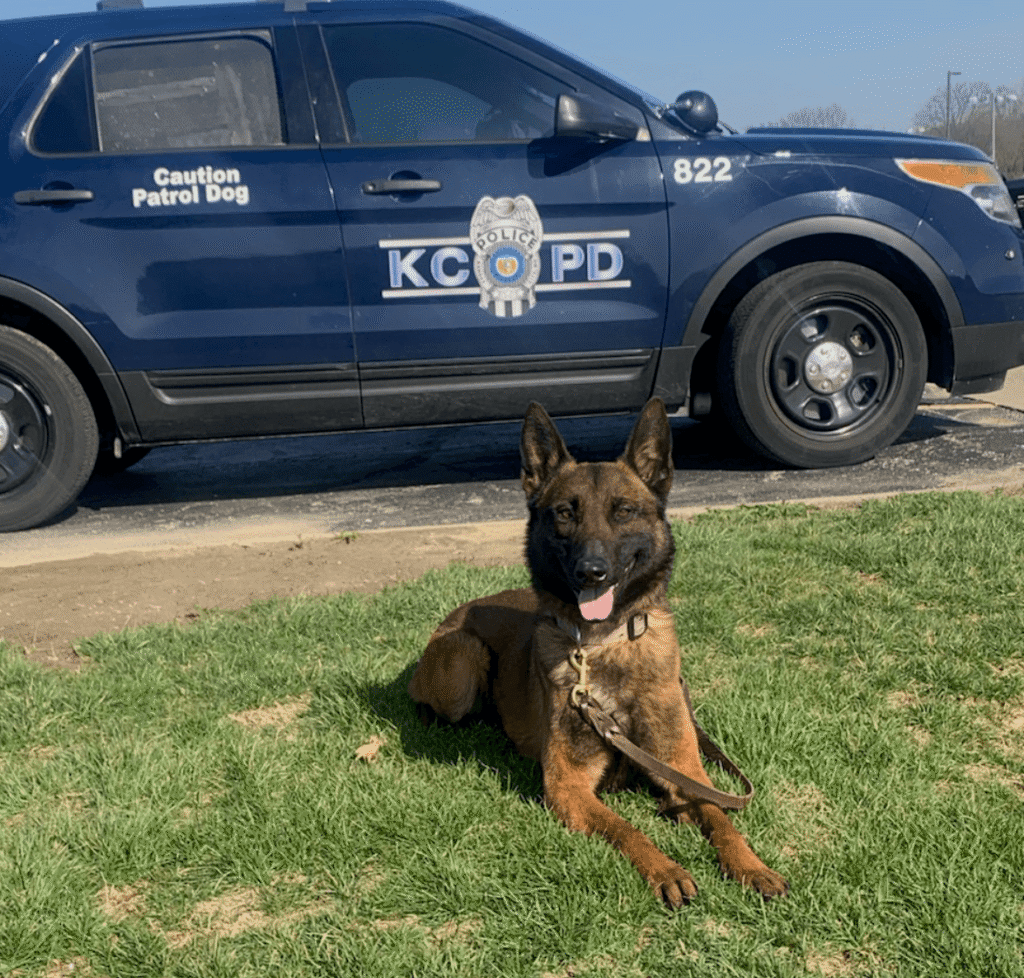 A KCPD police dog resting on grass beside a patrol vehicle